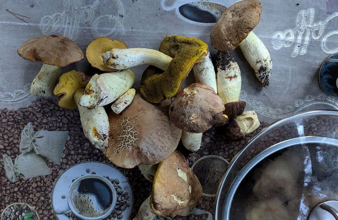 mushroom picking