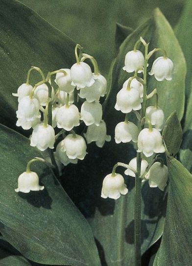 Beauty in details - lily of the valley