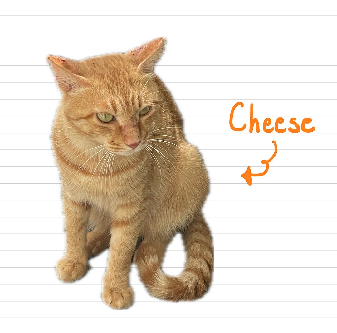 Cat_Cheese_28