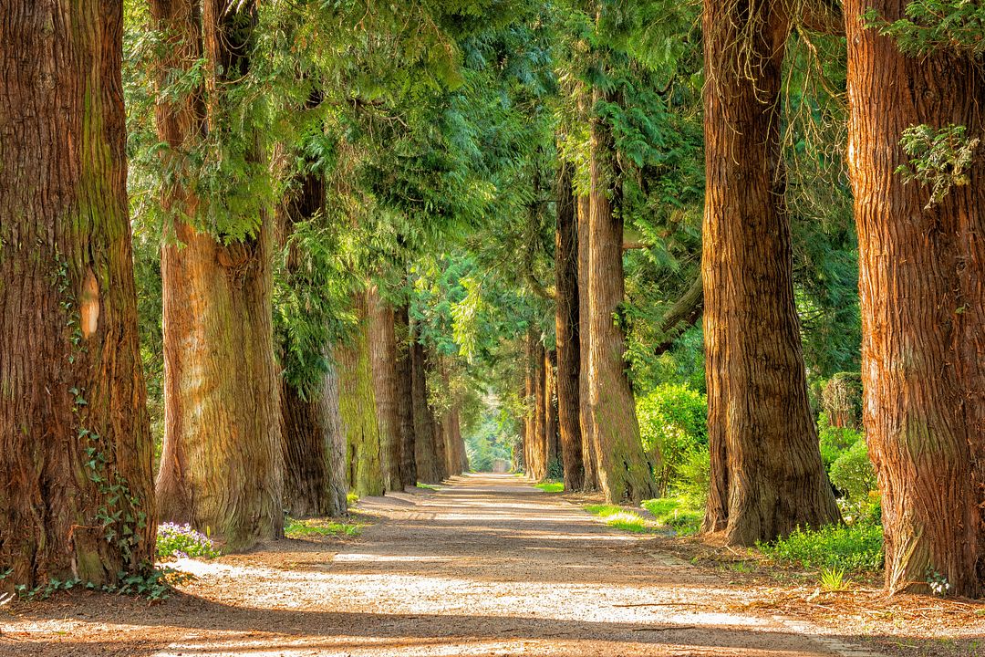 Avenue trees