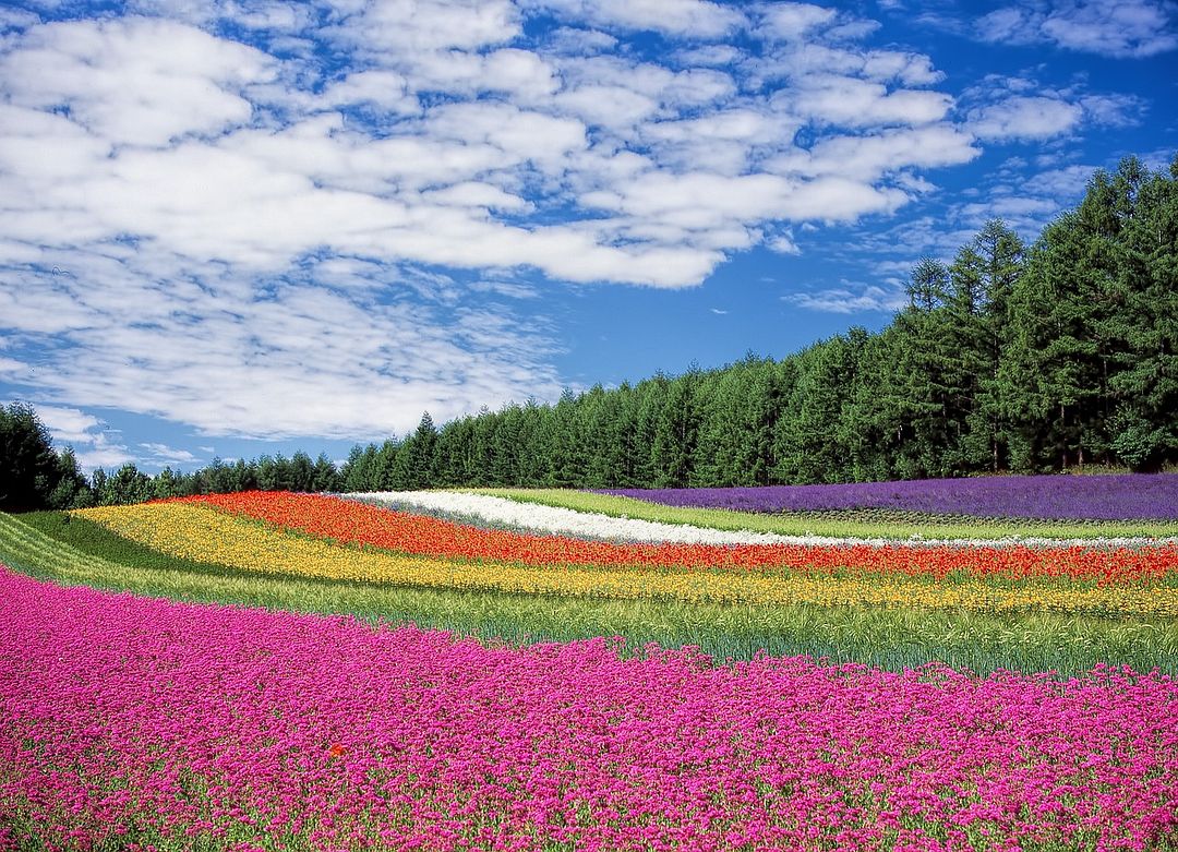 flowers and trees