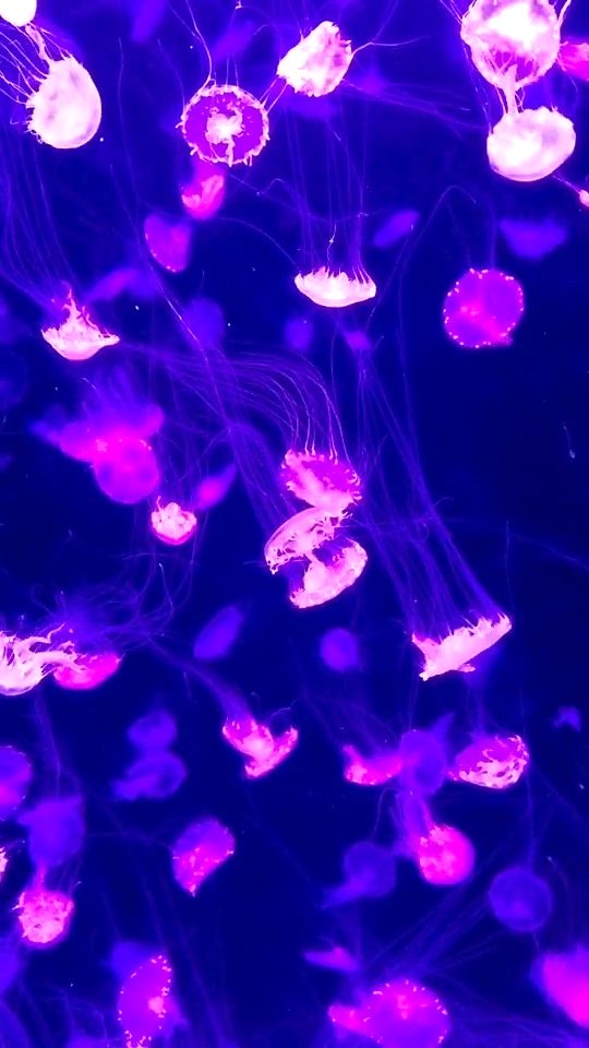 Jellyfish