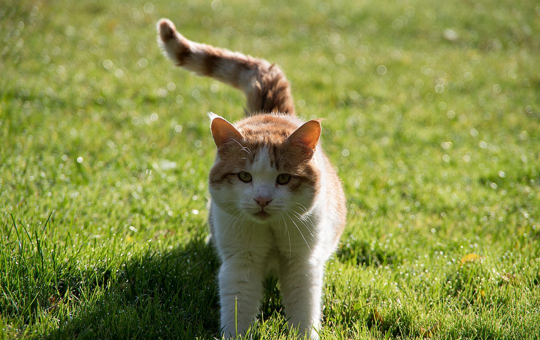 Goorba Streching