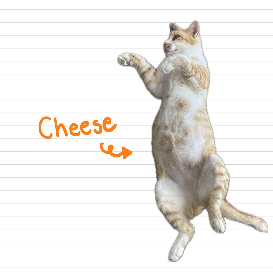 Cat_Cheese_26