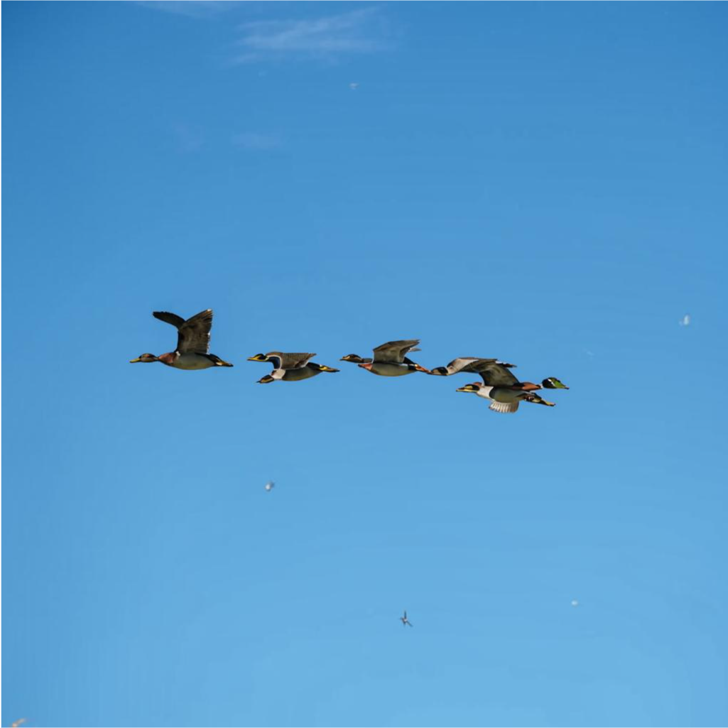 ducks flying in a wedge