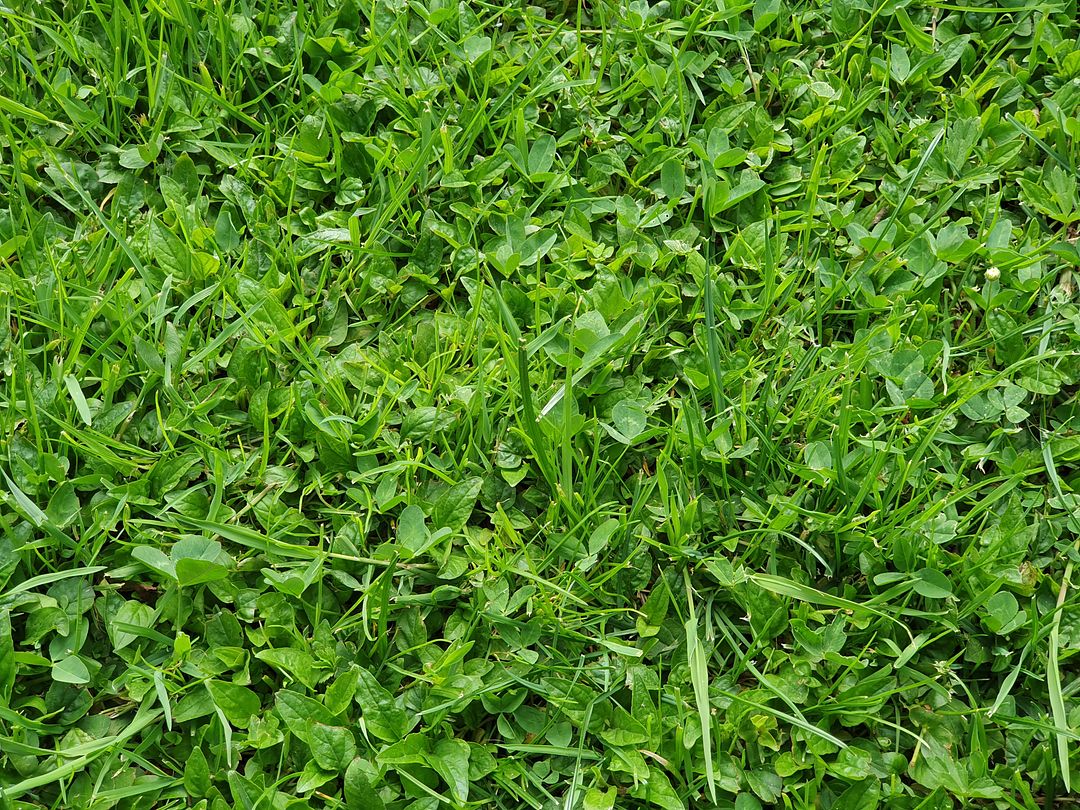 Grass