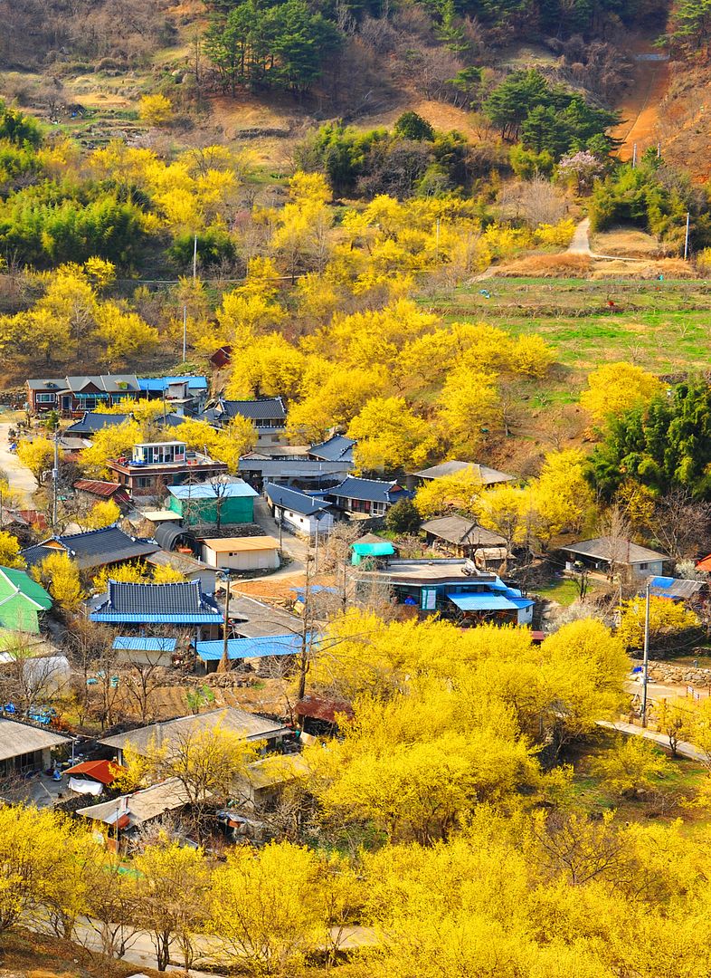 산수유꽃