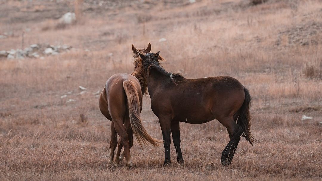 horses