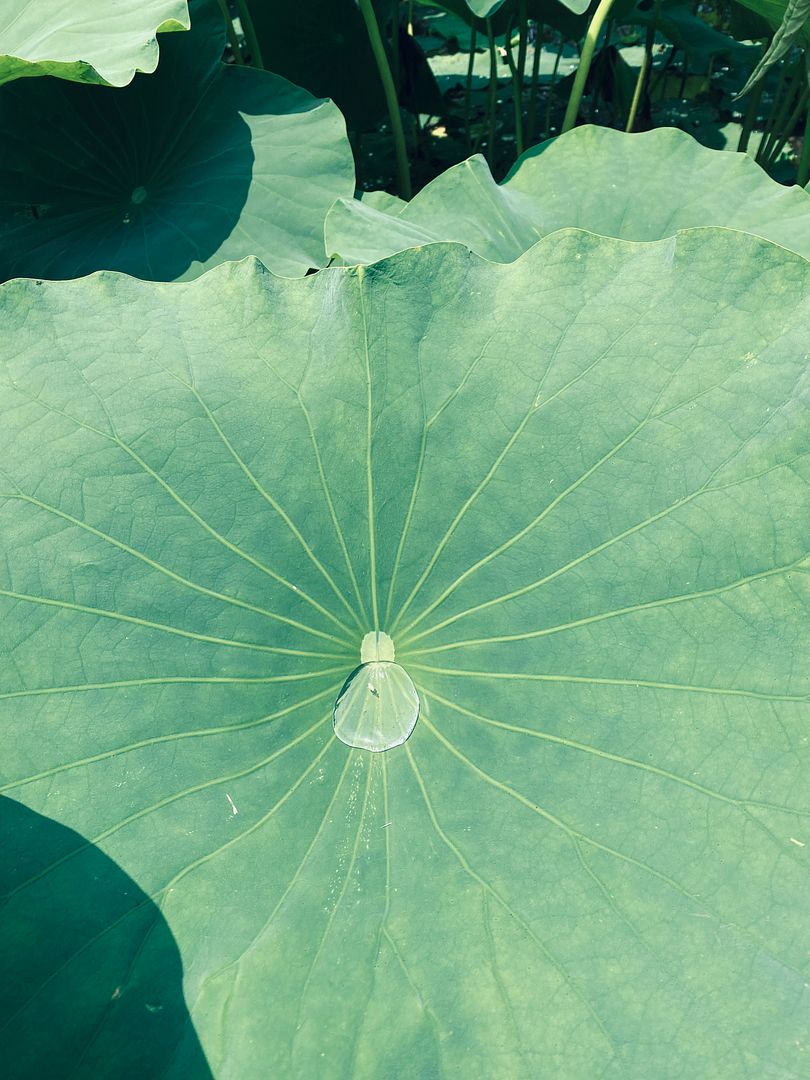 lotus leaves