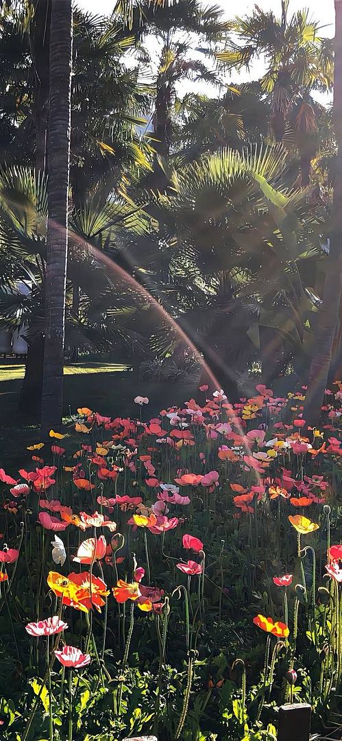 flowers in the sun