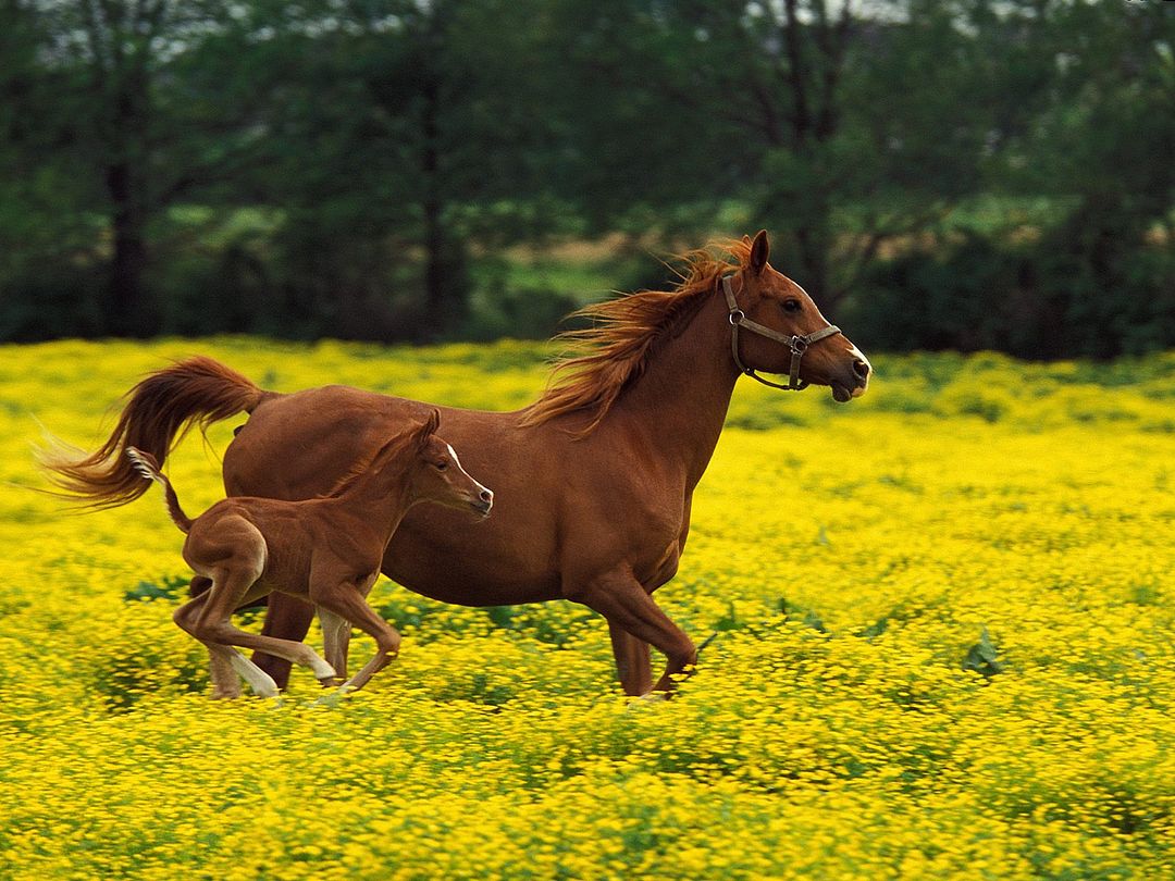 Arabian Mare and Foal