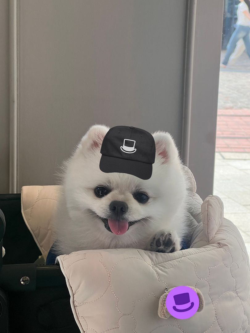 degen pup wearing cap 2