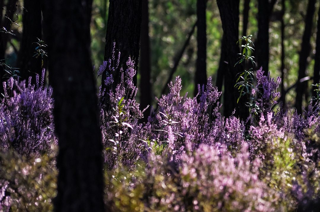 flowers and trees