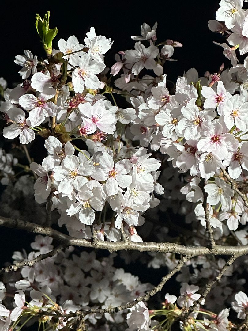 Cherry blossom