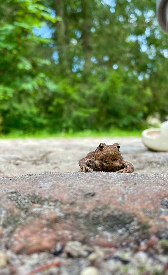 Friendly toad