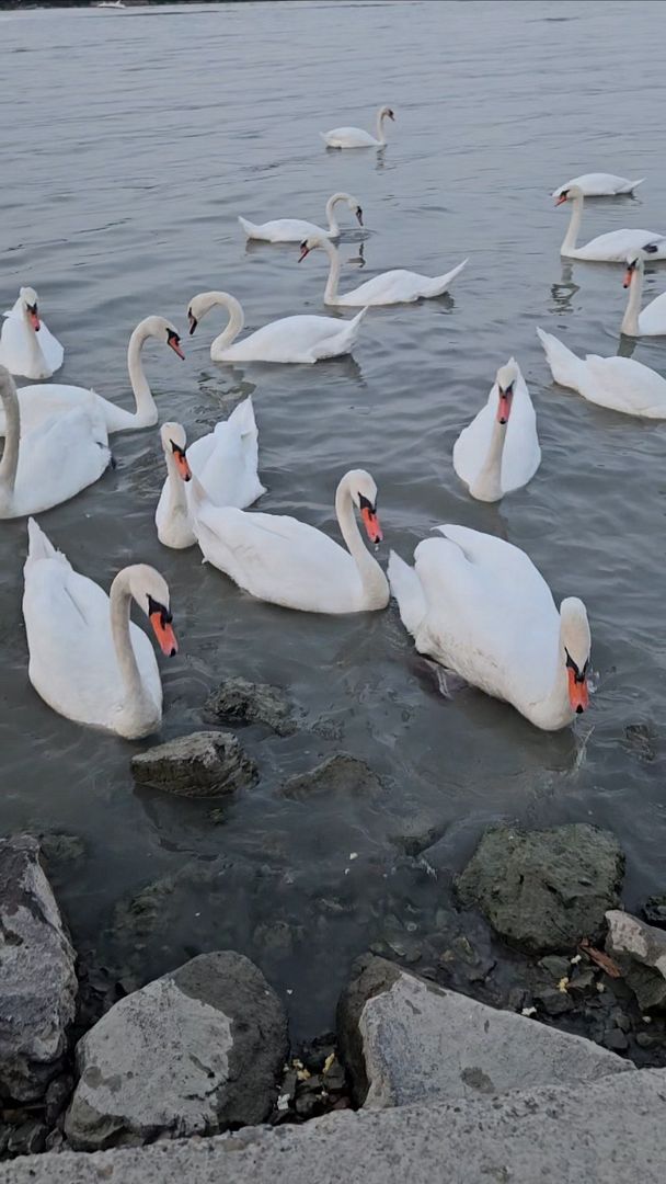 Swans