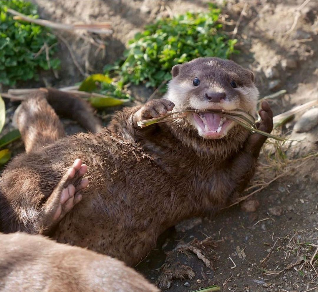 otterly