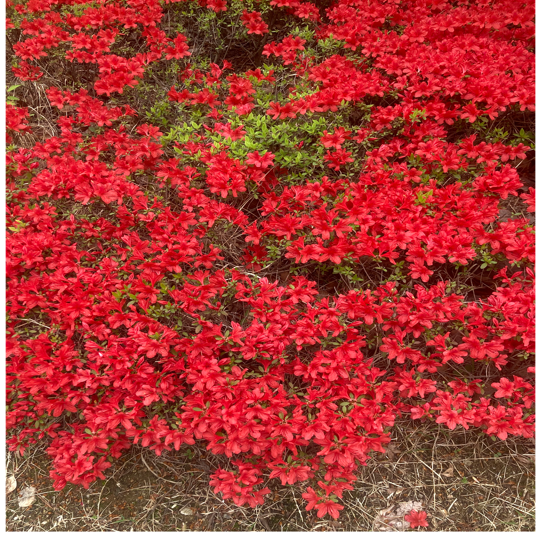 Red Flowers