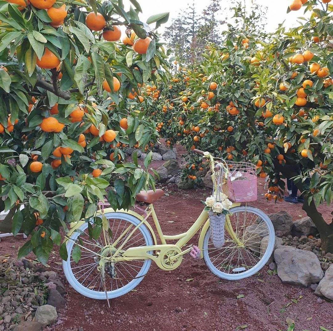 a citrus farm