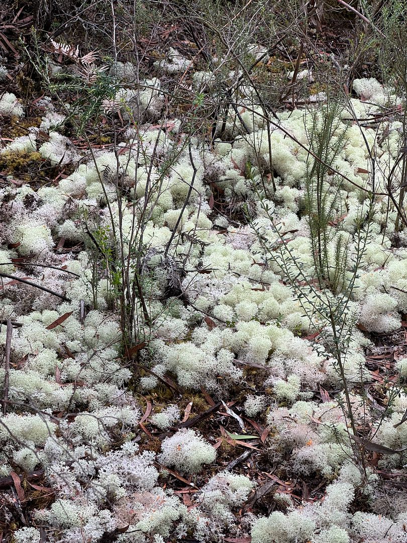 reindeer lichen