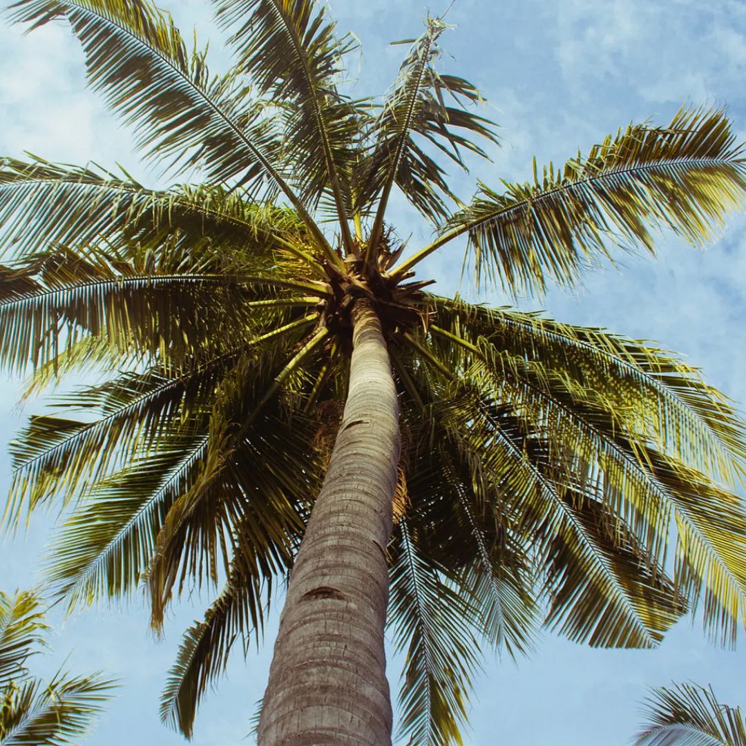 Palm tree