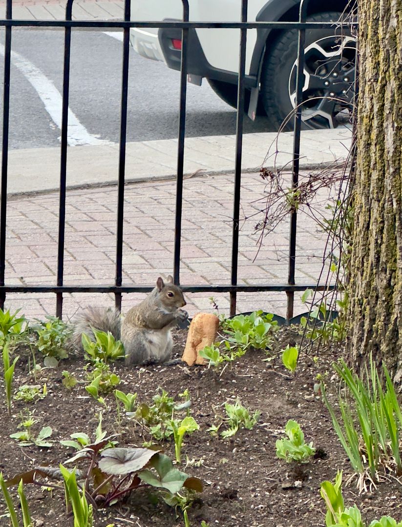 a squirrel and his dinner