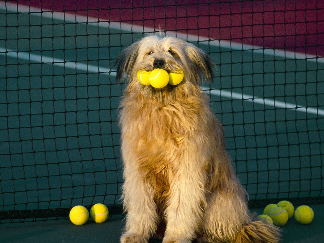 Tennis, Anyone