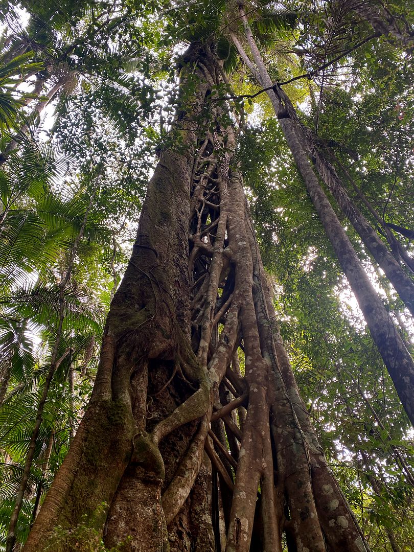 Fig Climbing