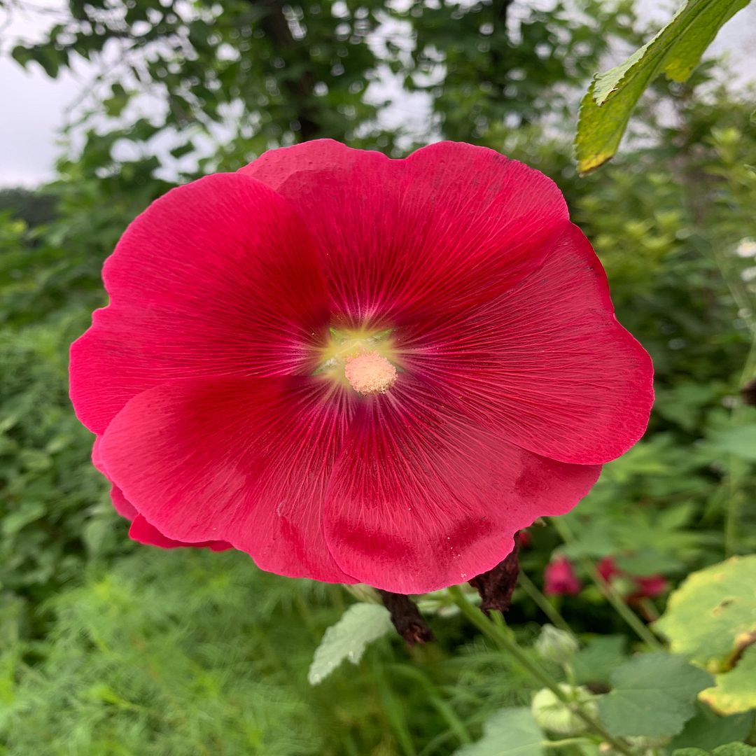 Alcea rosea