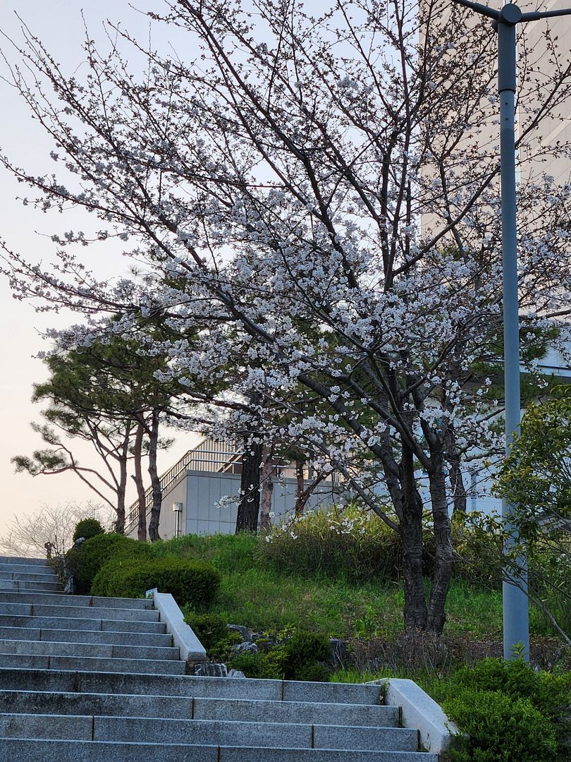 Cherry Blossoms