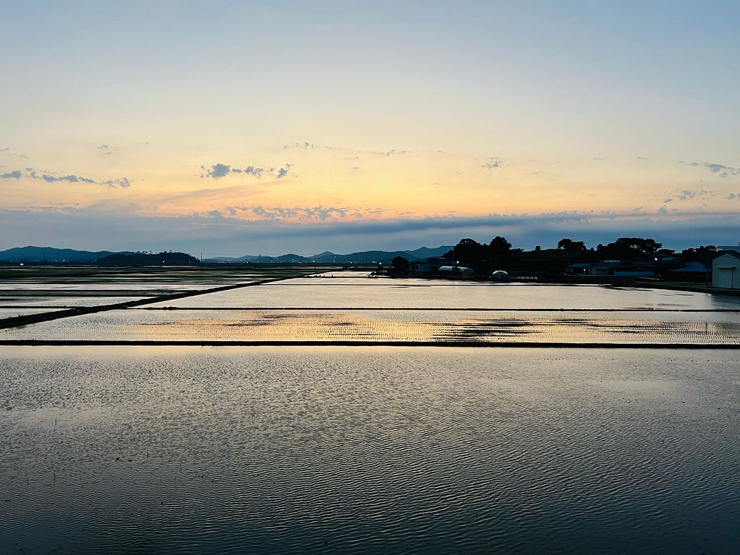 Sunset Reflected in a Water-Filled Rice Field