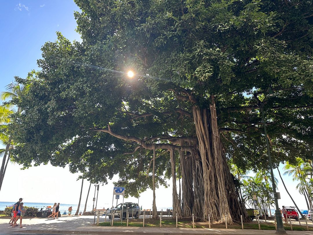 big umbrella tree