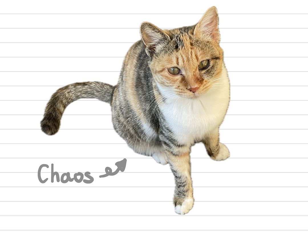 Cat_Chaos_42