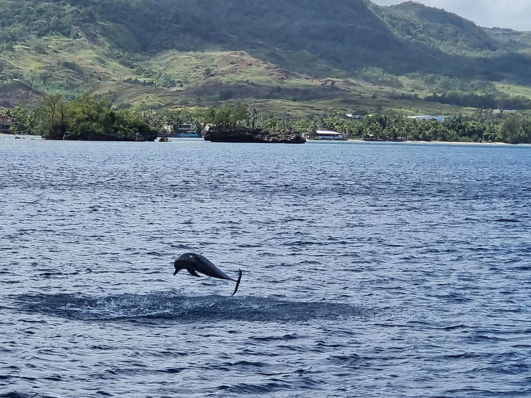 Dolphin flight