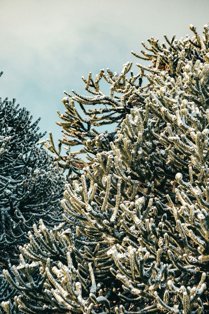 a pine tree covered in snow with a blue sky in the background