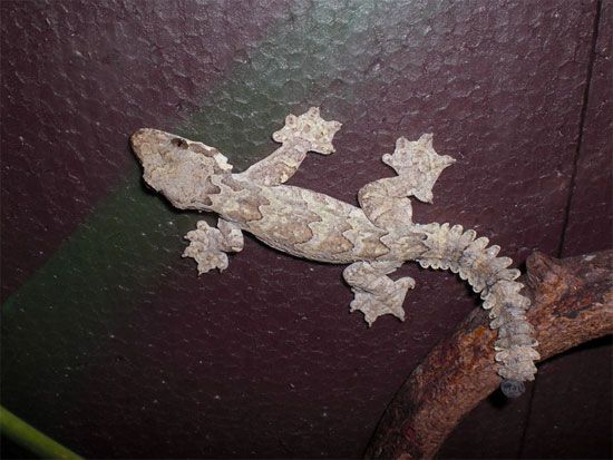 Gecko in summer