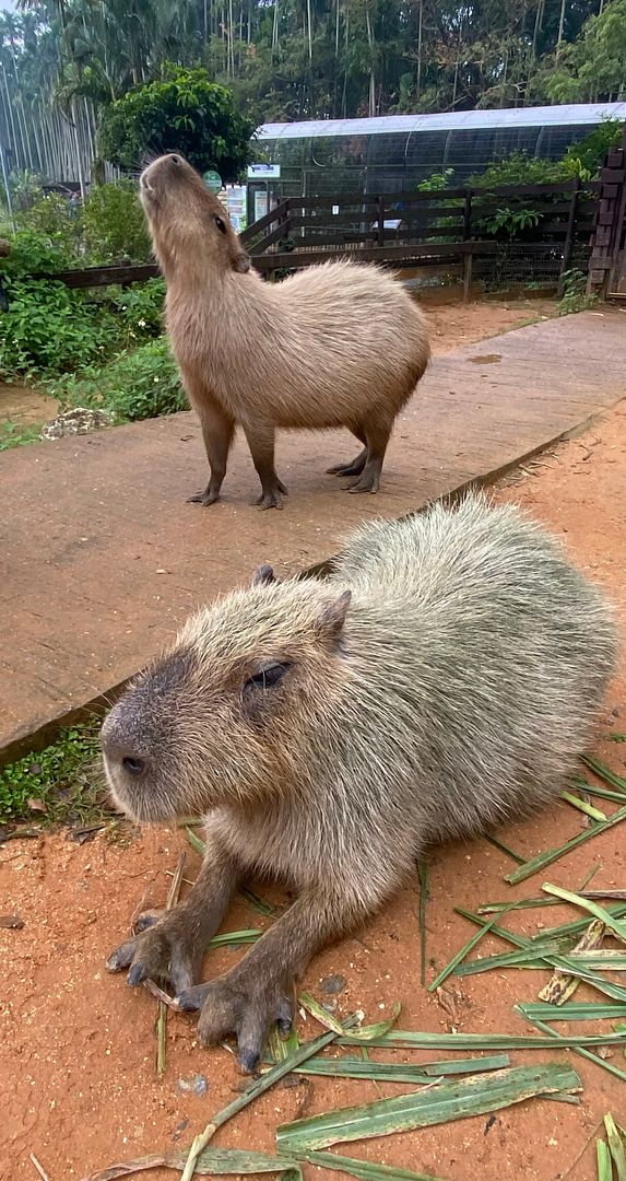 Capybaras 🥲