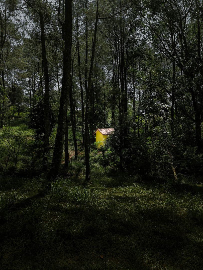 House in the middle of the forest