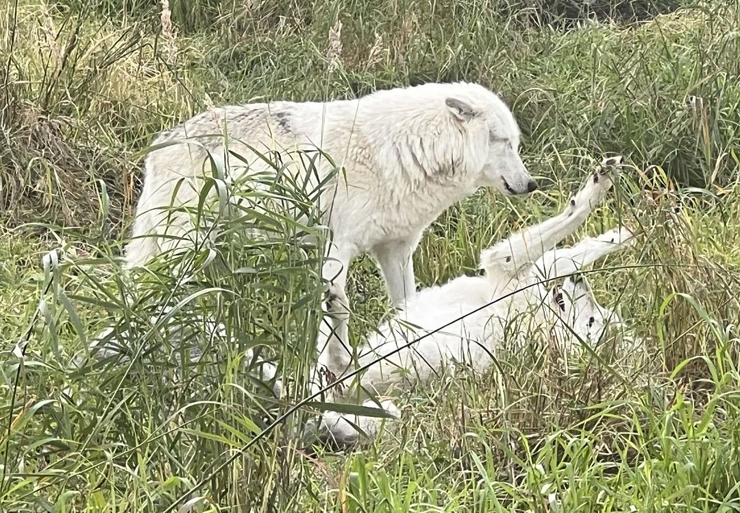 White wolves playing.  Girdwood, AK.  09/23