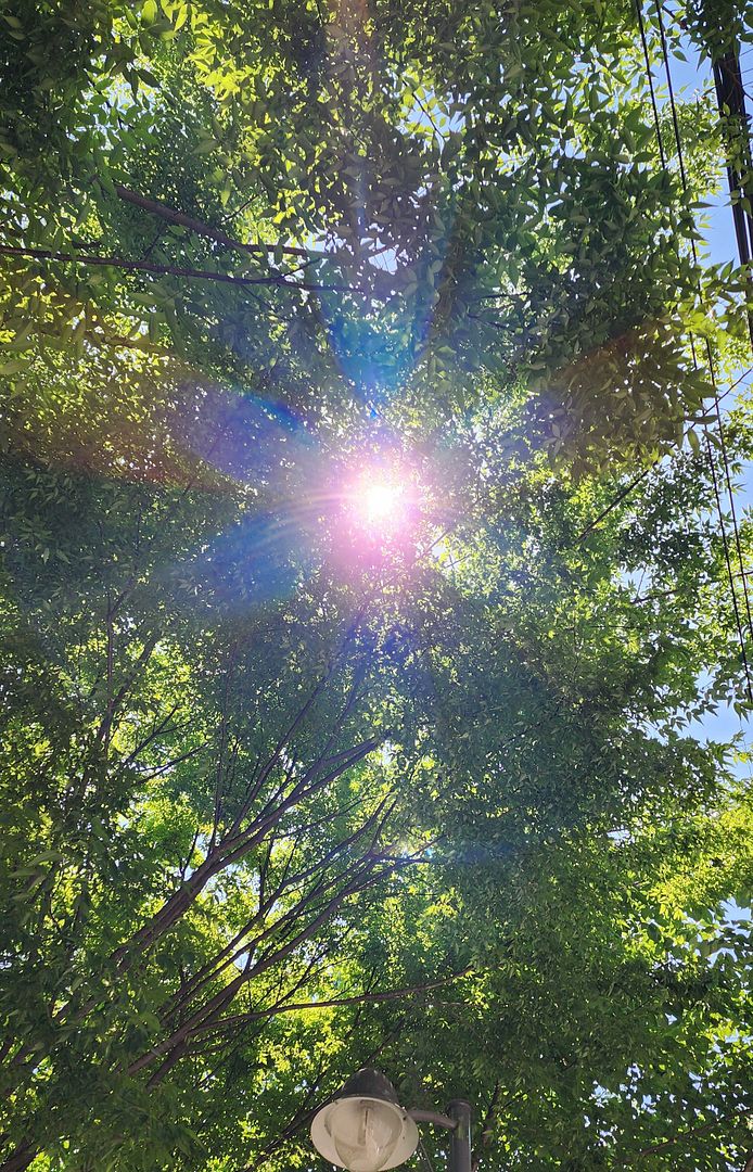 Warm sunlight shining through the leaves🌿☀️