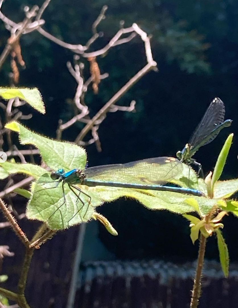 Damselfly behind a dragonfly