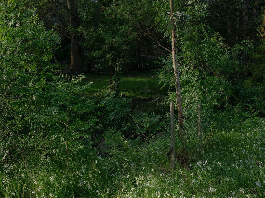 Creek Picture with Three-Cornered Garlic