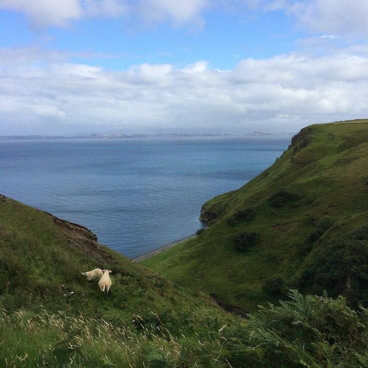 sheep on the slope