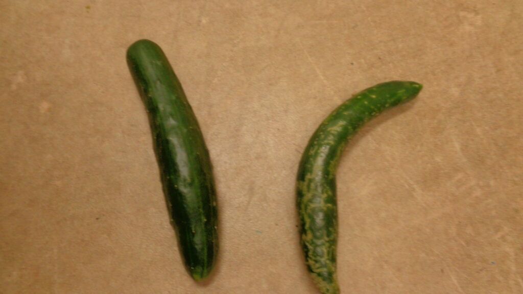 Cucumbers lying on the ground - 寝っ転がりキュウリ DSC09581