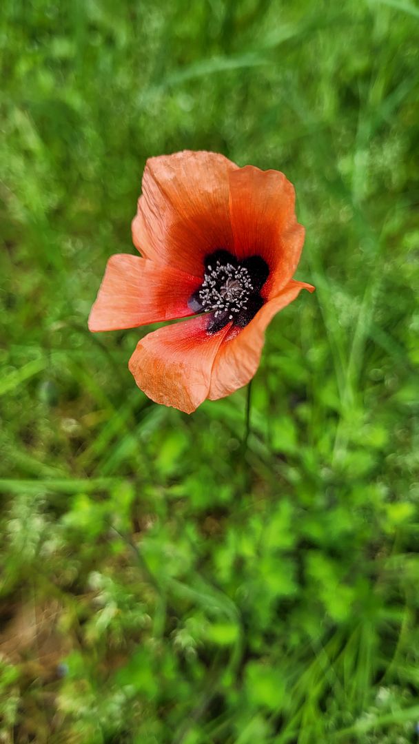 Wild Poppies