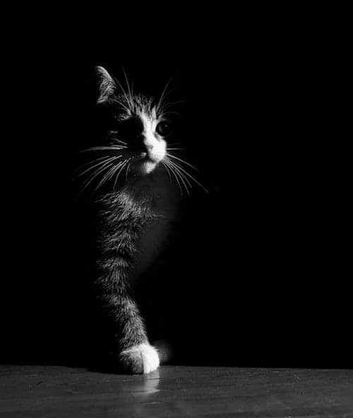 Cat in dark