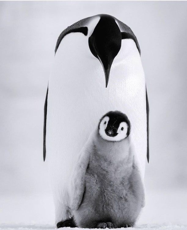 penguin-1