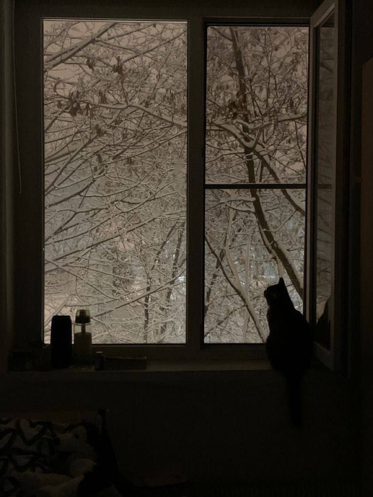 cat looks at the snow