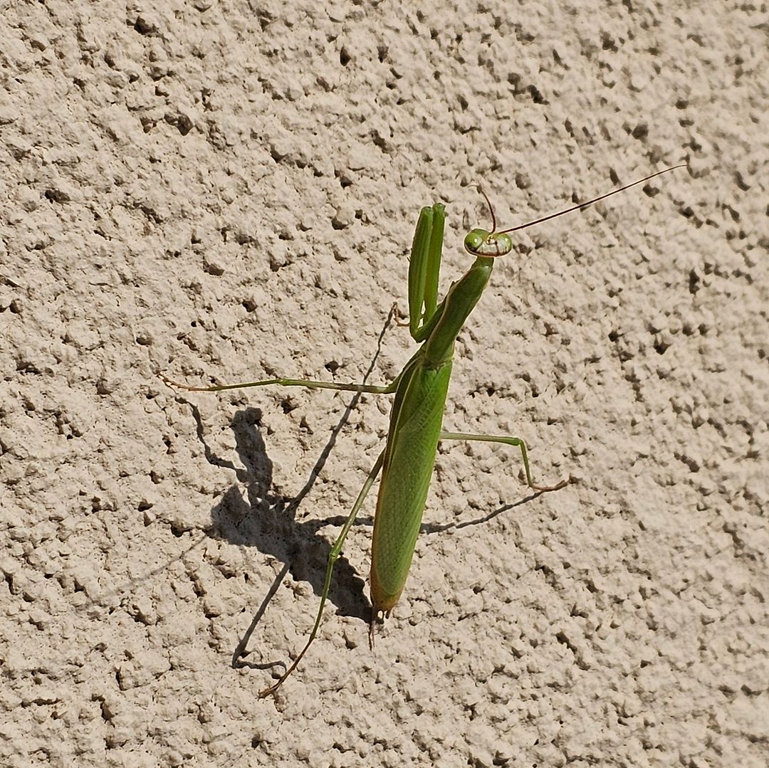 Mantis