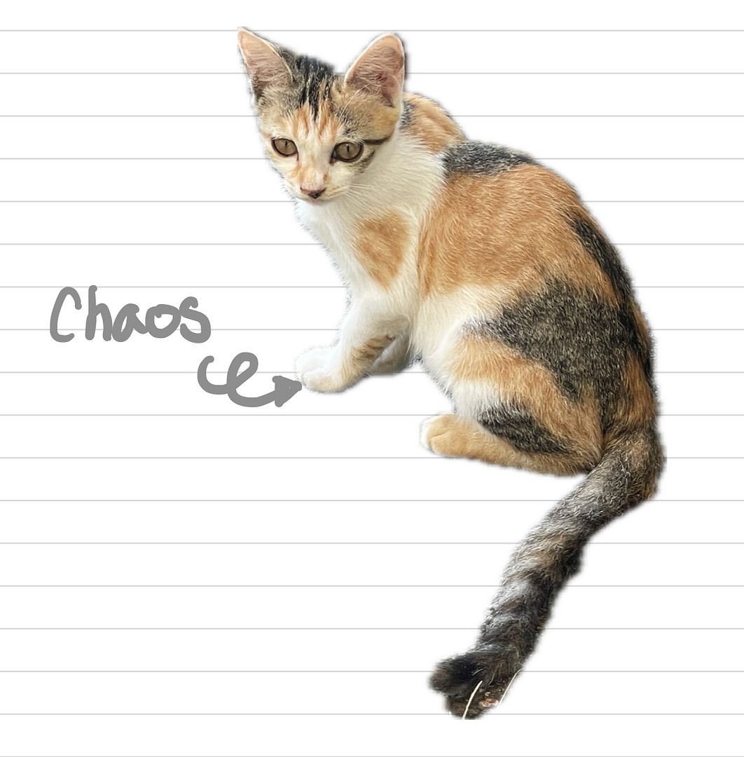 Cat_Chaos_13